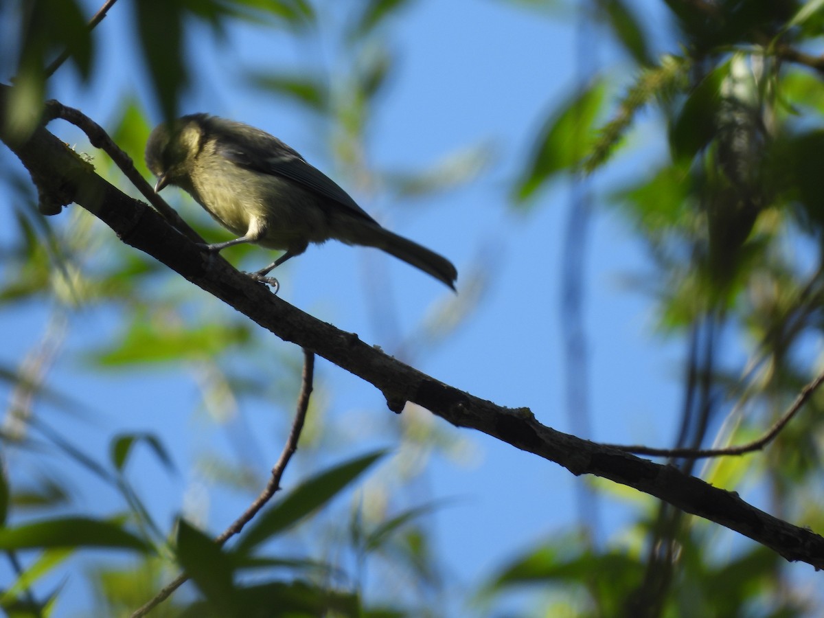 Eurasian Blue Tit - Jose Zarapico