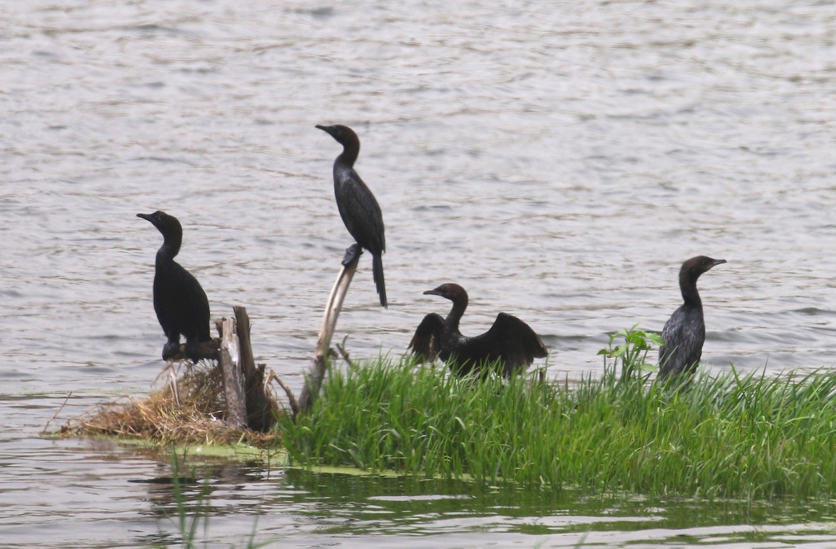 Cormorán Pigmeo - ML618820054