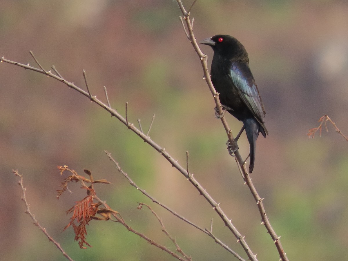 Bronzed Cowbird - Alfonso Auerbach