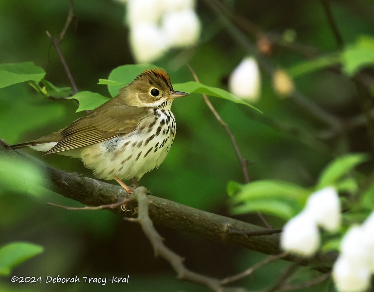 Ovenbird - Deborah Kral