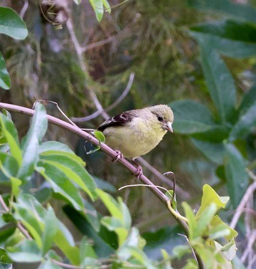 Lesser Goldfinch - Carolyn Thiele