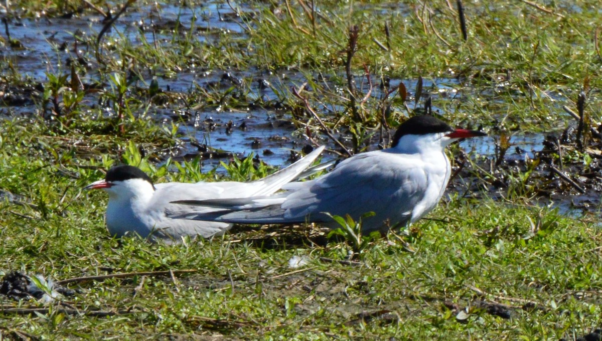 Common Tern - ML618820071