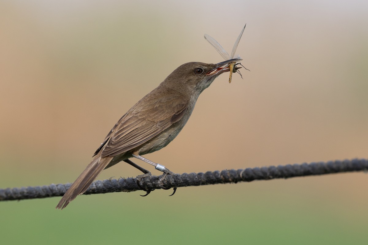 Clamorous Reed Warbler - Micha Mandel