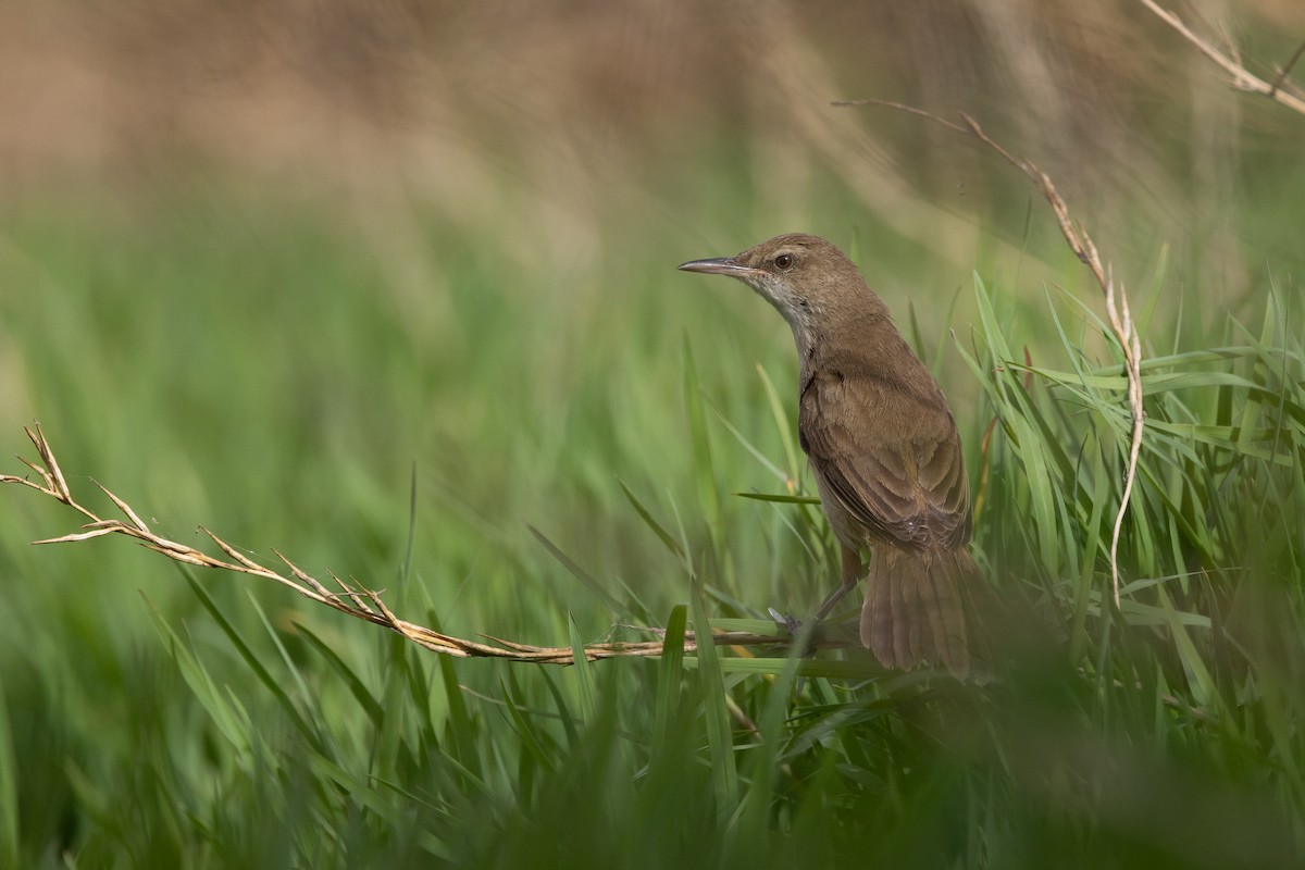 Clamorous Reed Warbler - Micha Mandel