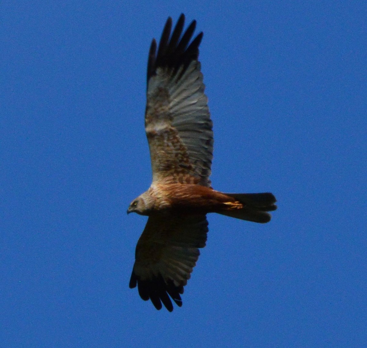 Western Marsh Harrier - Anonymous