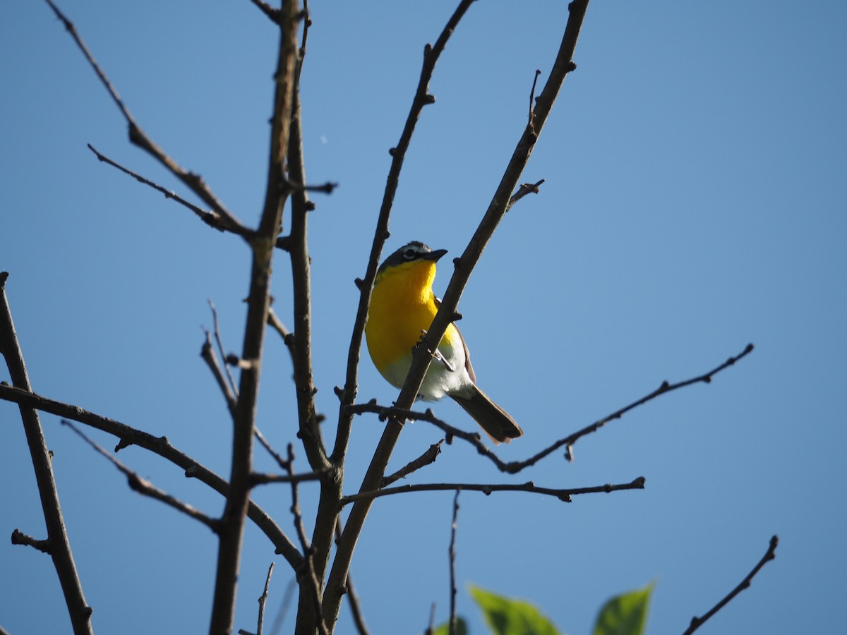Yellow-breasted Chat - ML618820078