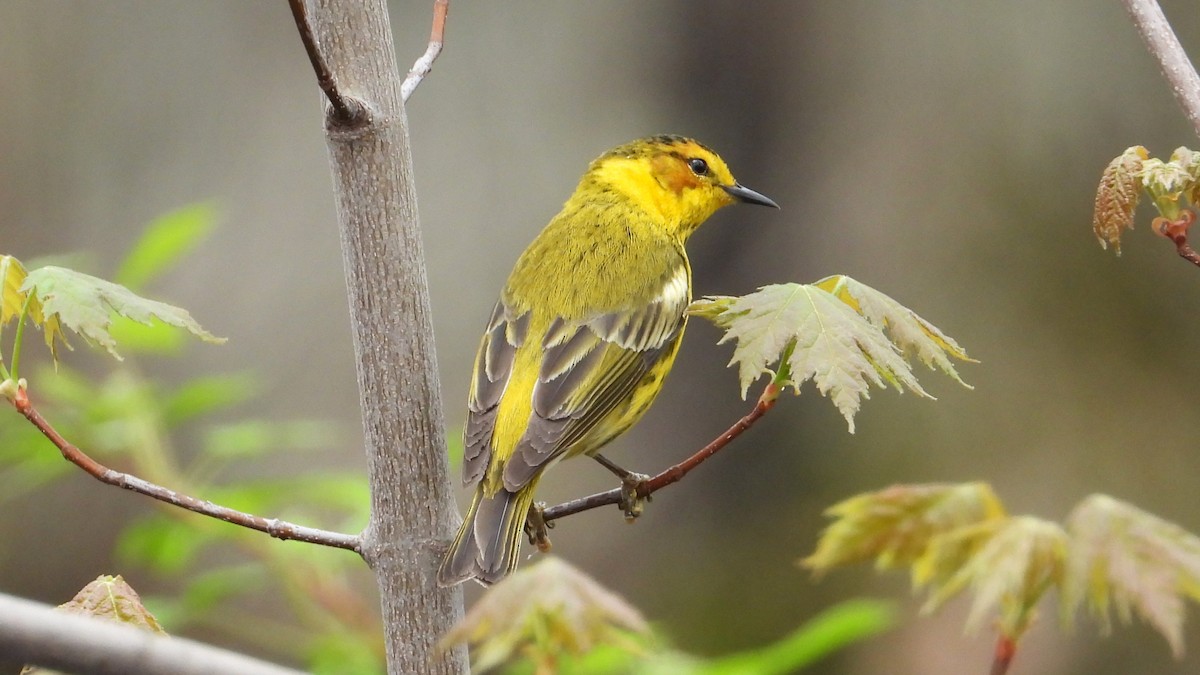 Cape May Warbler - Dan J. MacNeal