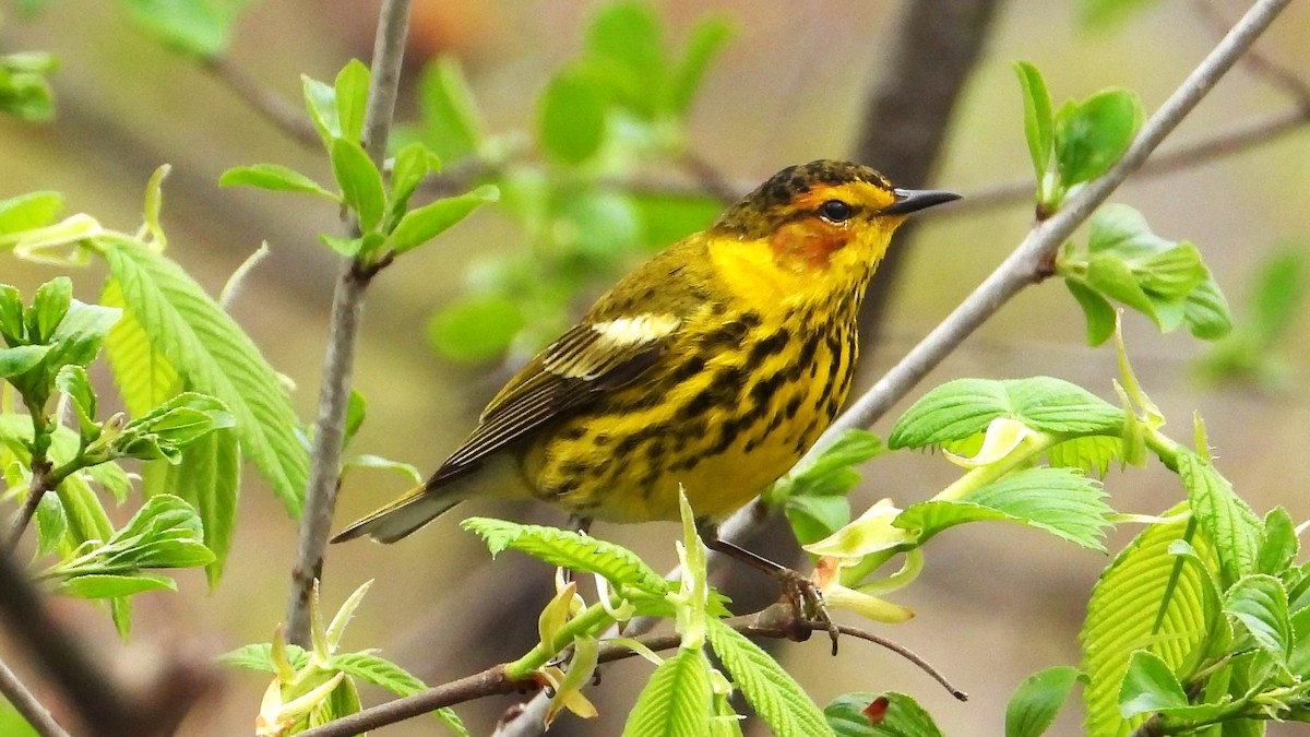 Cape May Warbler - Dan J. MacNeal