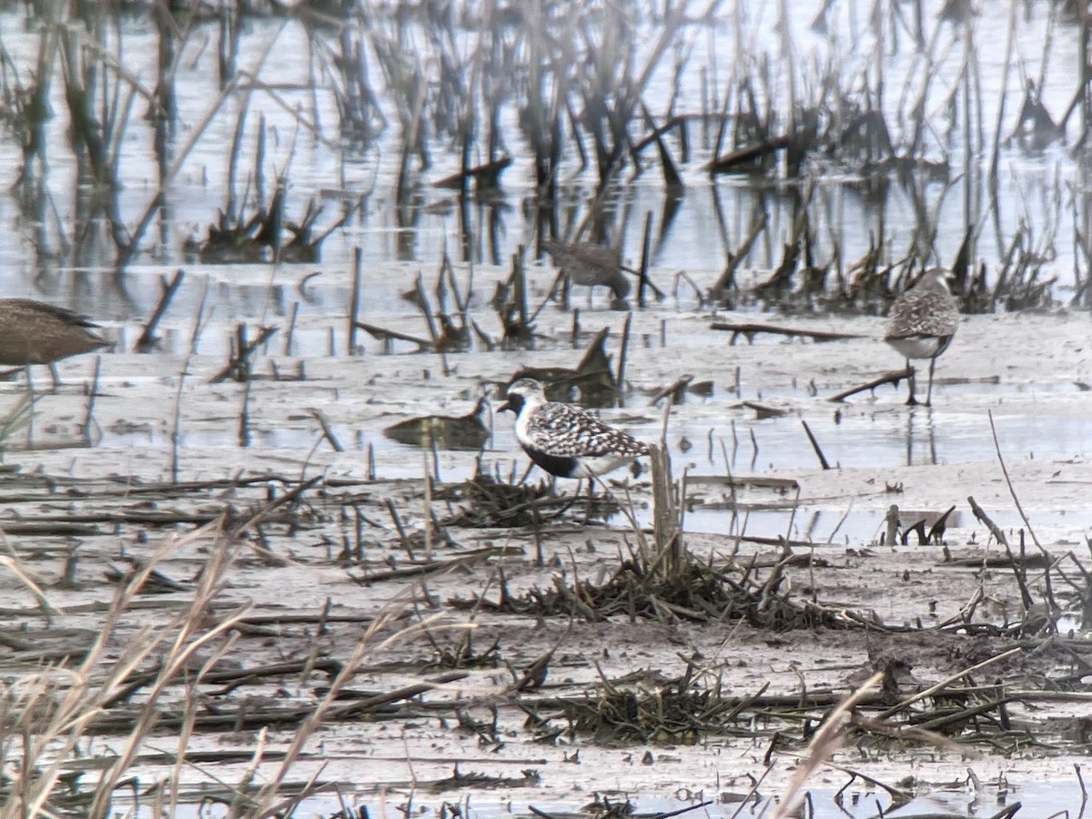 Black-bellied Plover - Zita Robertson