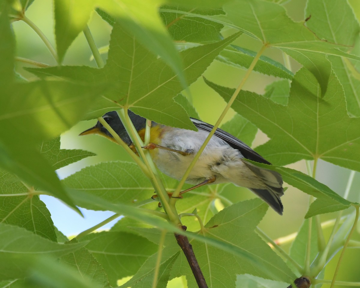 Northern Parula - ML618820096