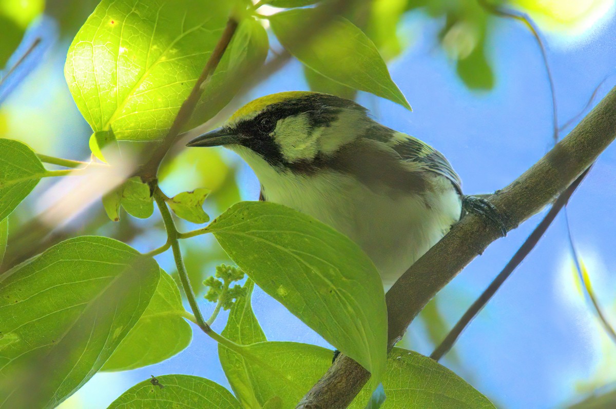 Chestnut-sided Warbler - Zach Kemp