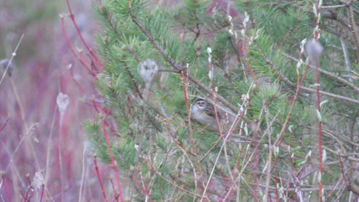 Clay-colored Sparrow - Dan J. MacNeal