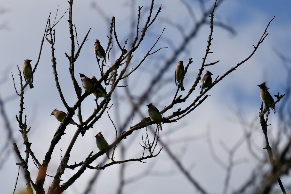 Cedar Waxwing - Chris Curl