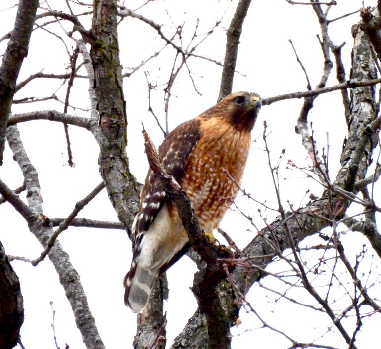 Red-shouldered Hawk - Jason Gase