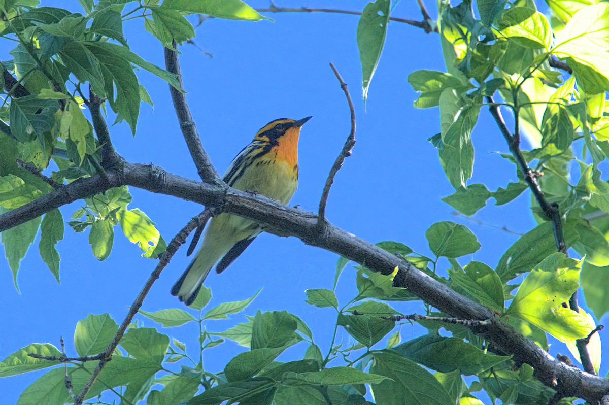 Blackburnian Warbler - Zach Kemp