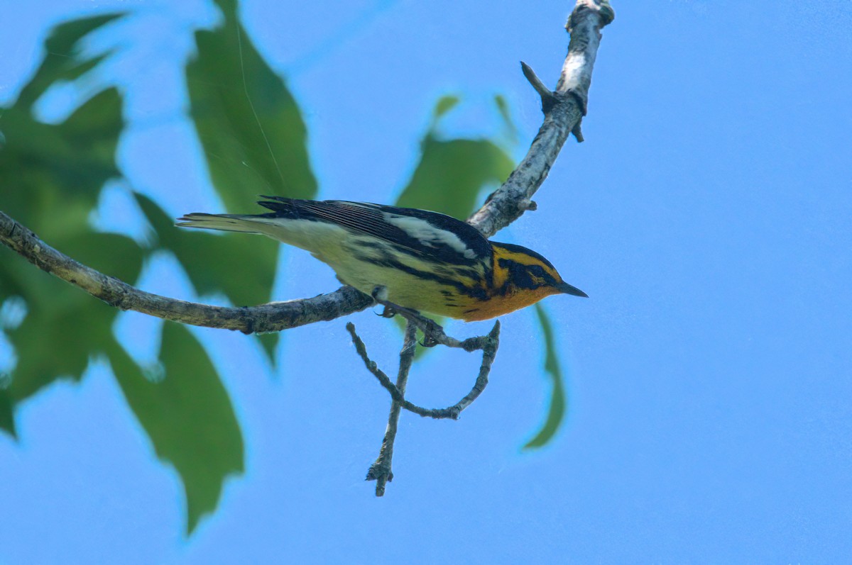 Blackburnian Warbler - Zach Kemp