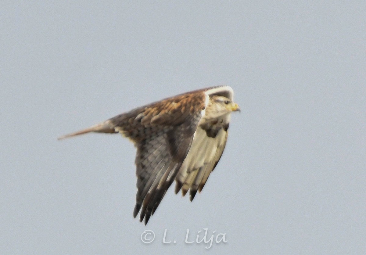 Ferruginous Hawk - ML618820130