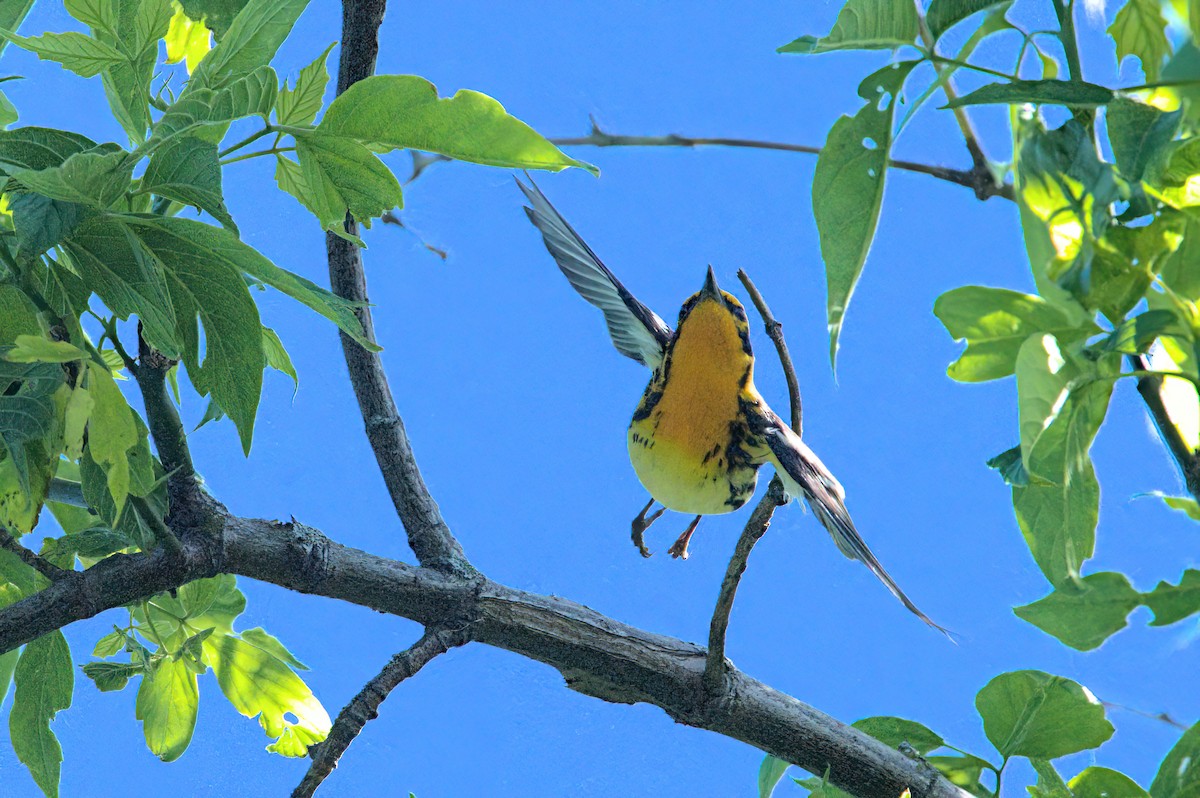 Blackburnian Warbler - Zach Kemp