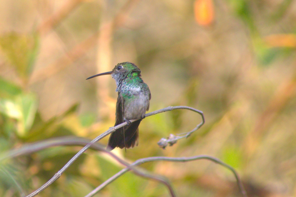 Honduran Emerald - ML618820135