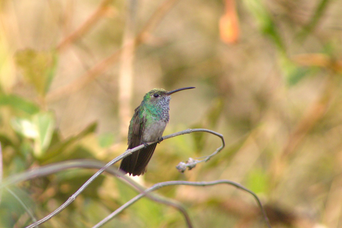 Honduran Emerald - ML618820136