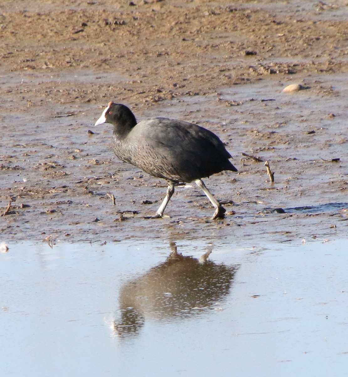 Red-knobbed Coot - Charles Britz