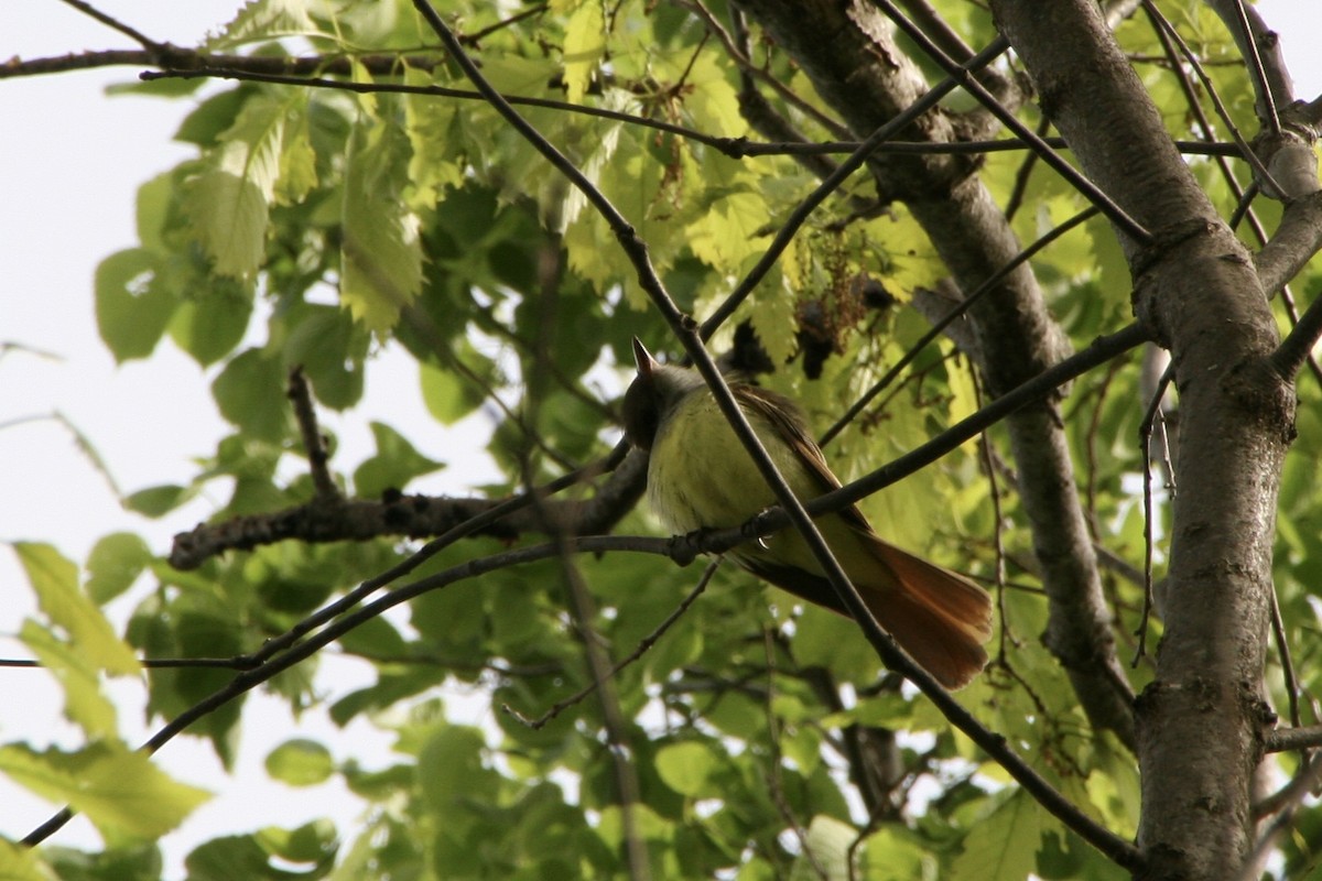 Great Crested Flycatcher - Zita Robertson