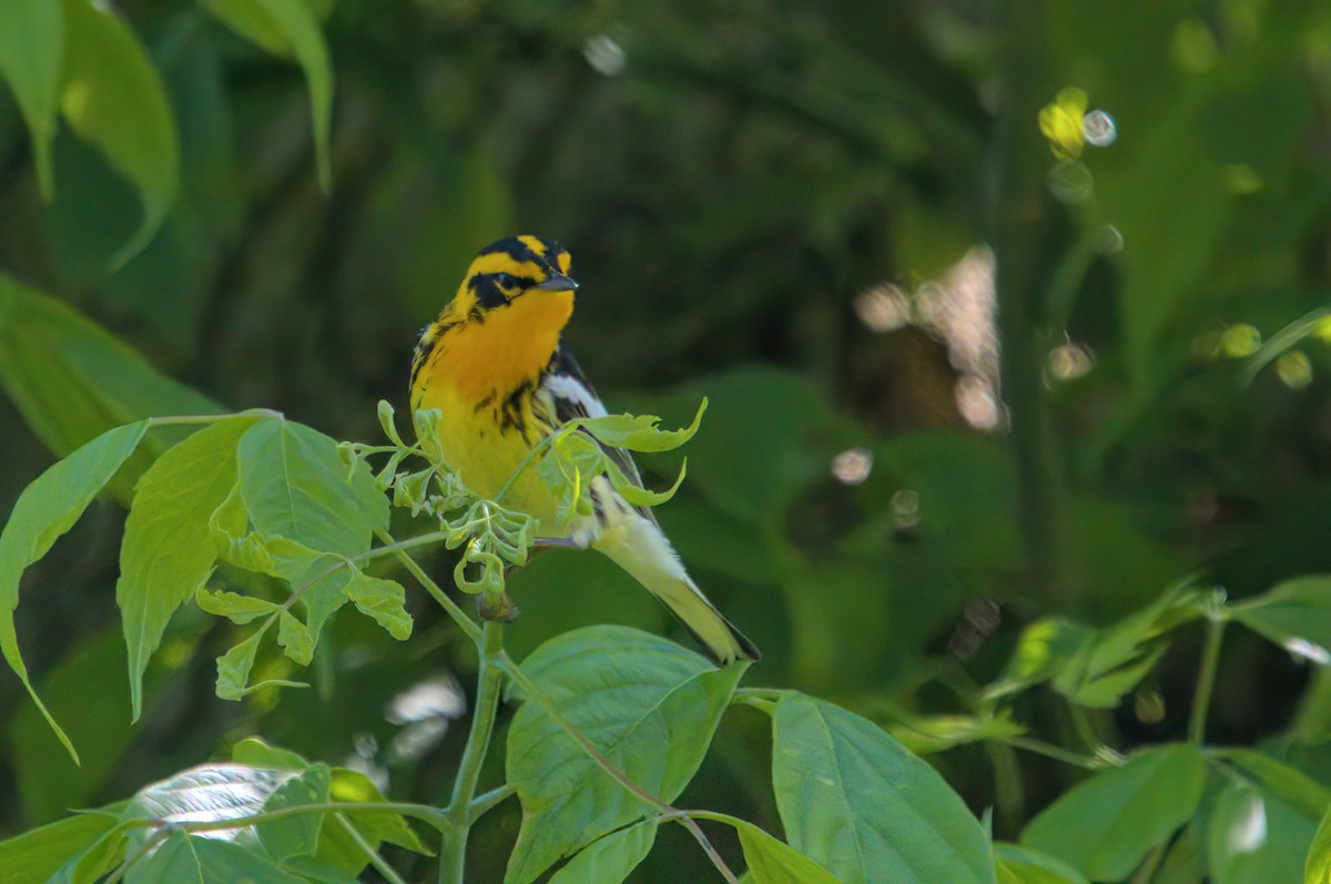 Blackburnian Warbler - Zach Kemp