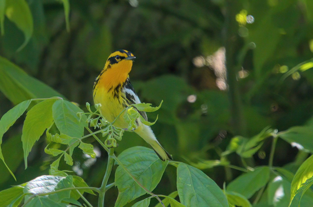 Blackburnian Warbler - Zach Kemp