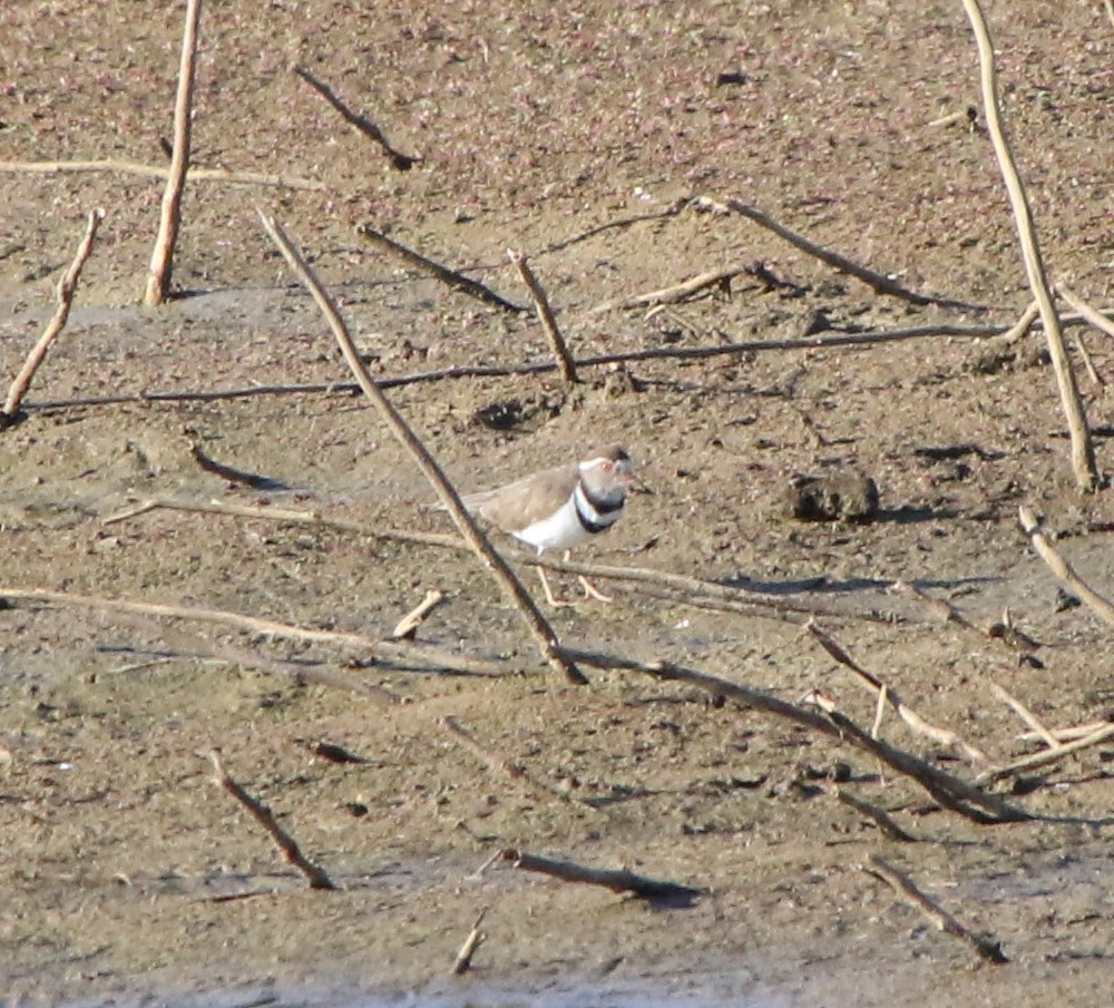Three-banded Plover (African) - ML618820144