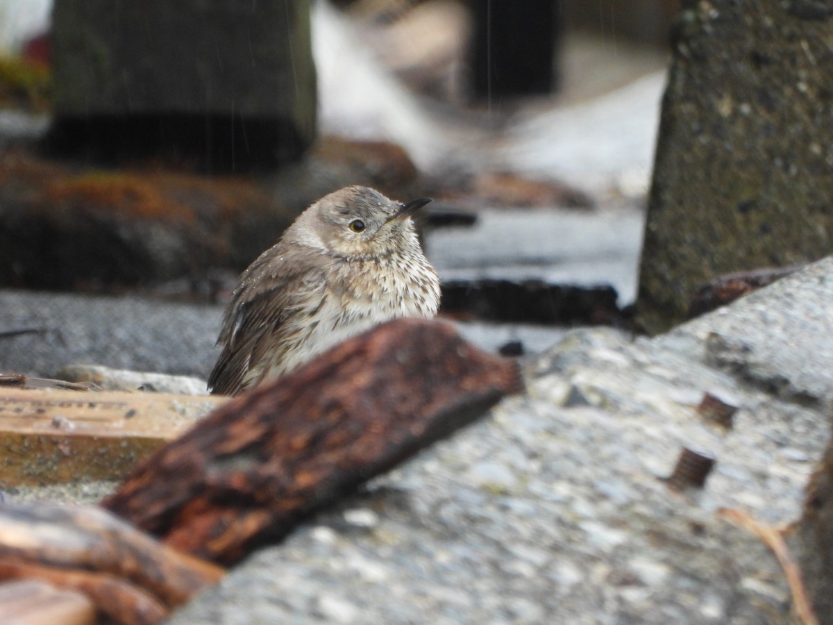 Sage Thrasher - Peter Thompson