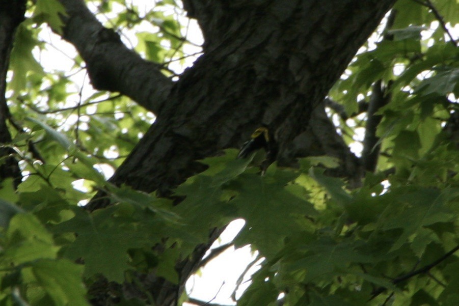 Grünmantel-Waldsänger - ML618820148