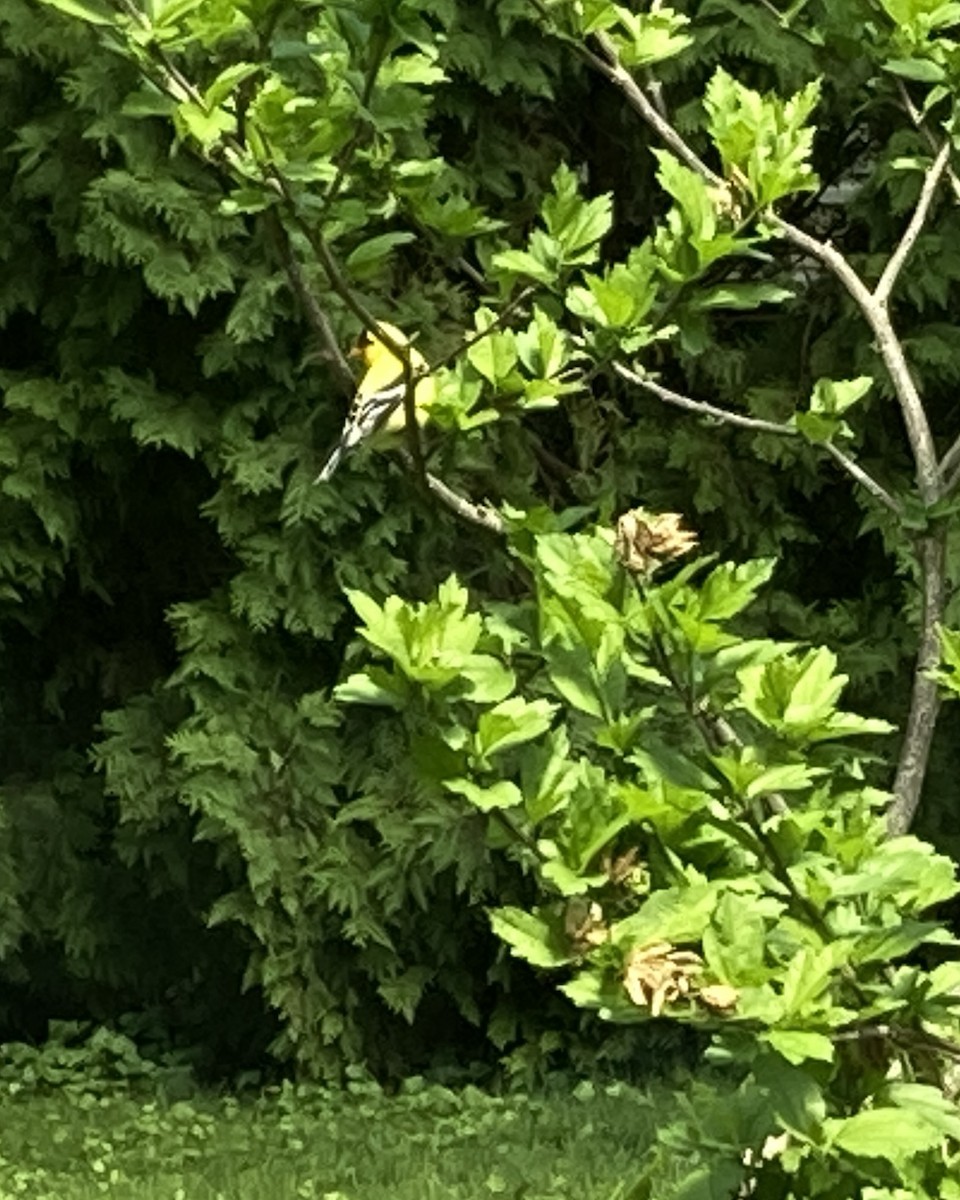 American Goldfinch - Reneé Dillard