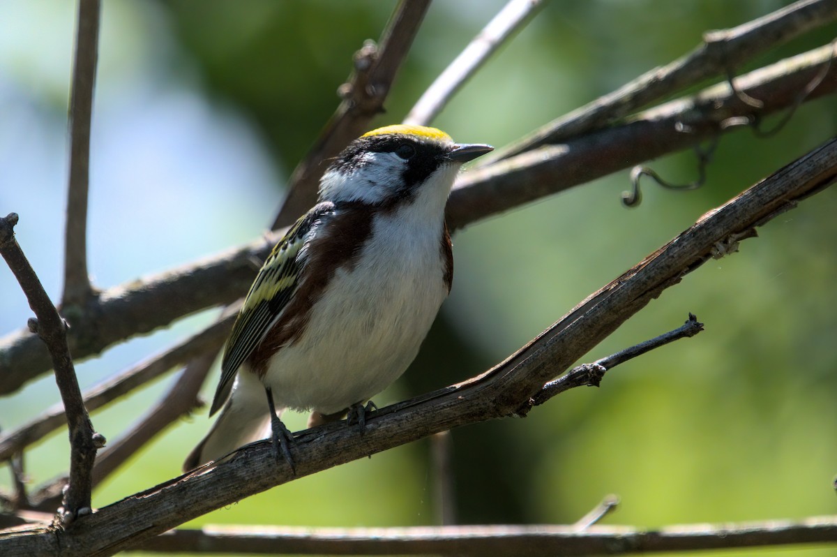 Chestnut-sided Warbler - Zach Kemp