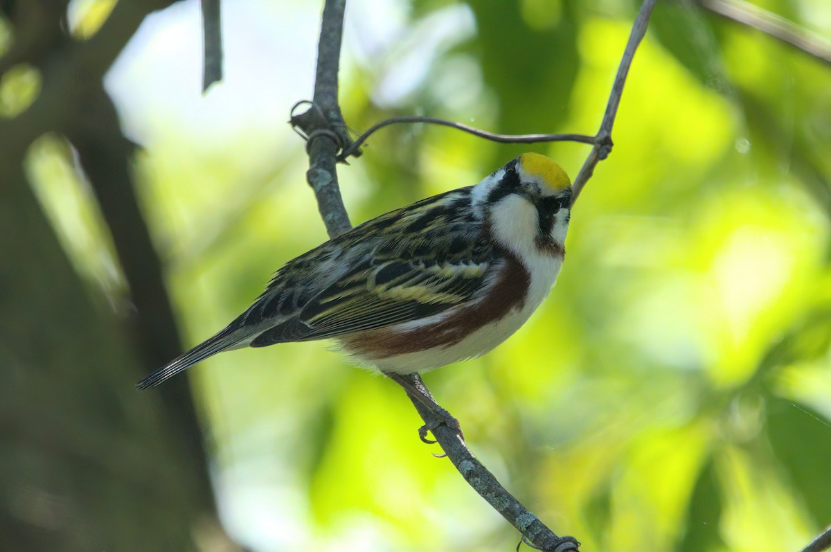 Chestnut-sided Warbler - Zach Kemp