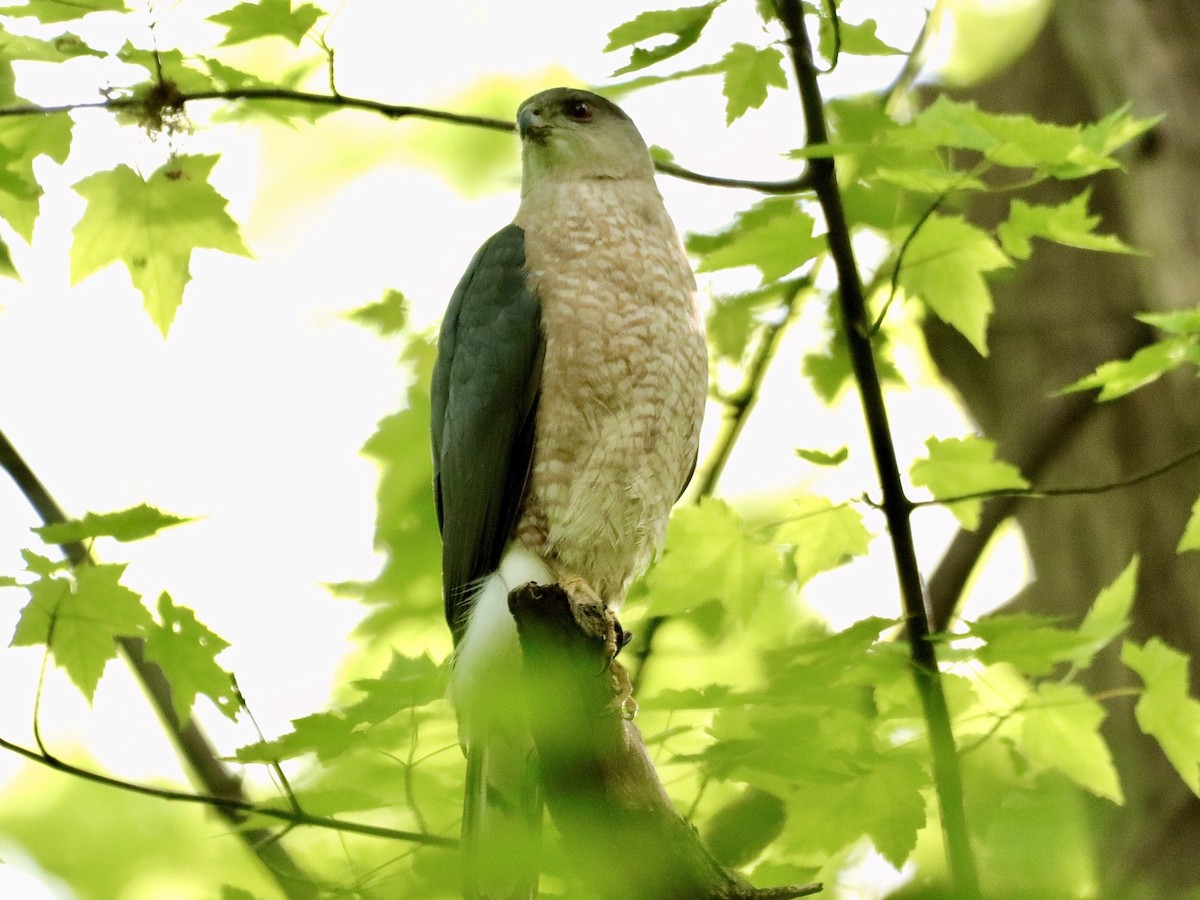 Cooper's Hawk - ML618820169