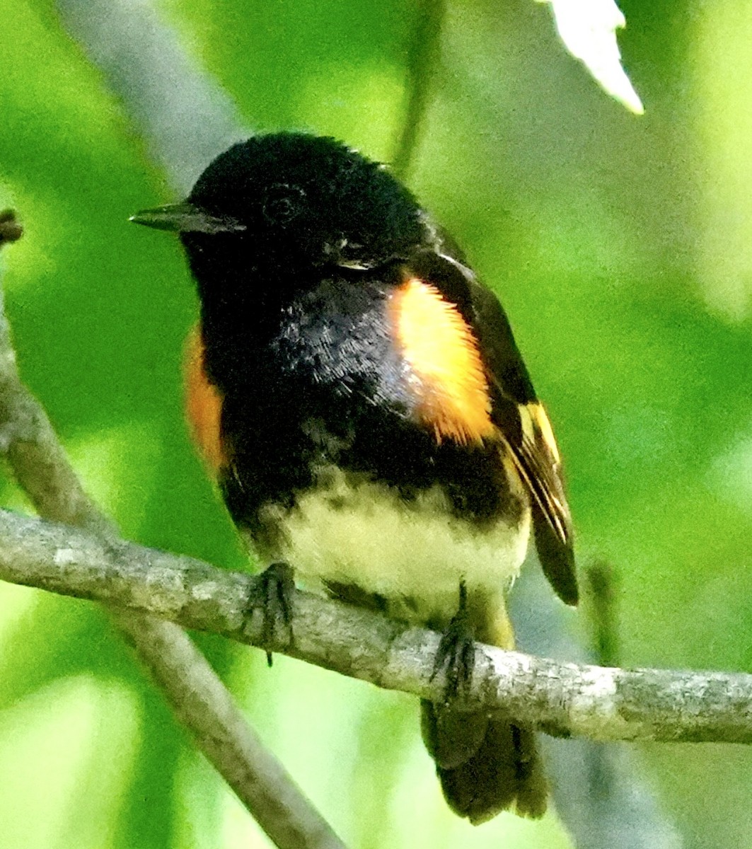 American Redstart - Chris Curl