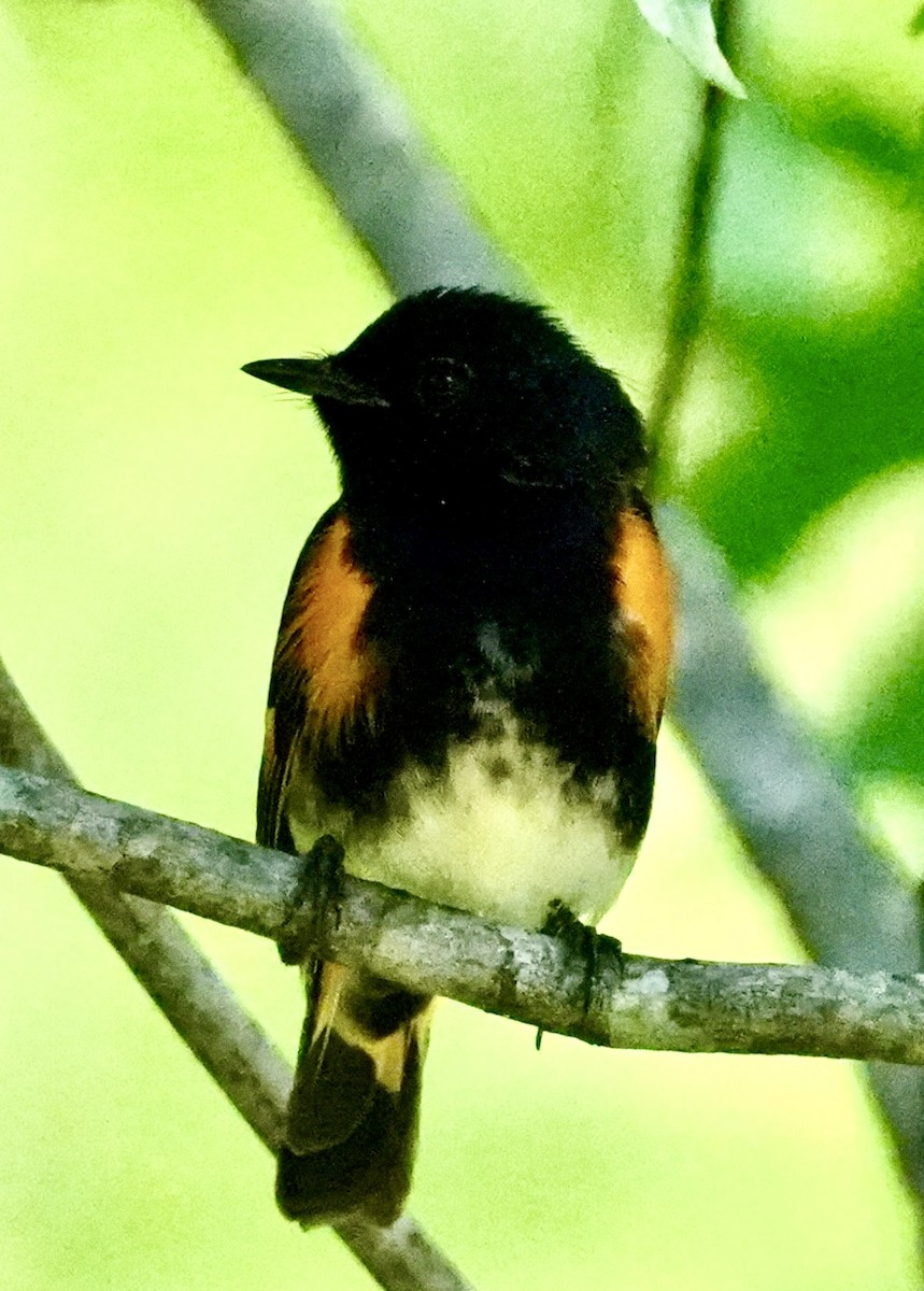 American Redstart - Chris Curl