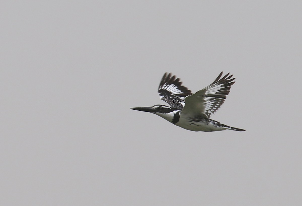 Pied Kingfisher - ML618820177