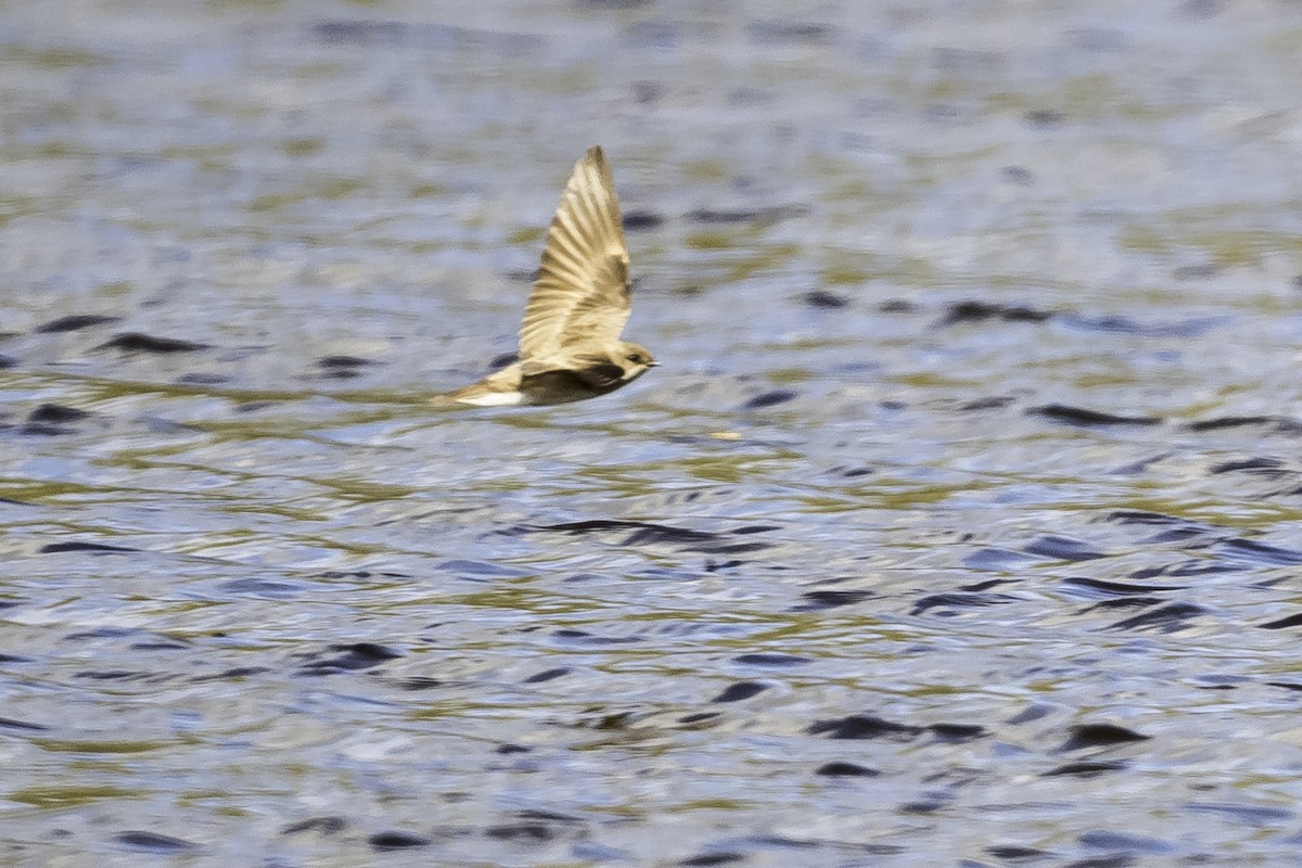 Northern Rough-winged Swallow - Stan Deutsch