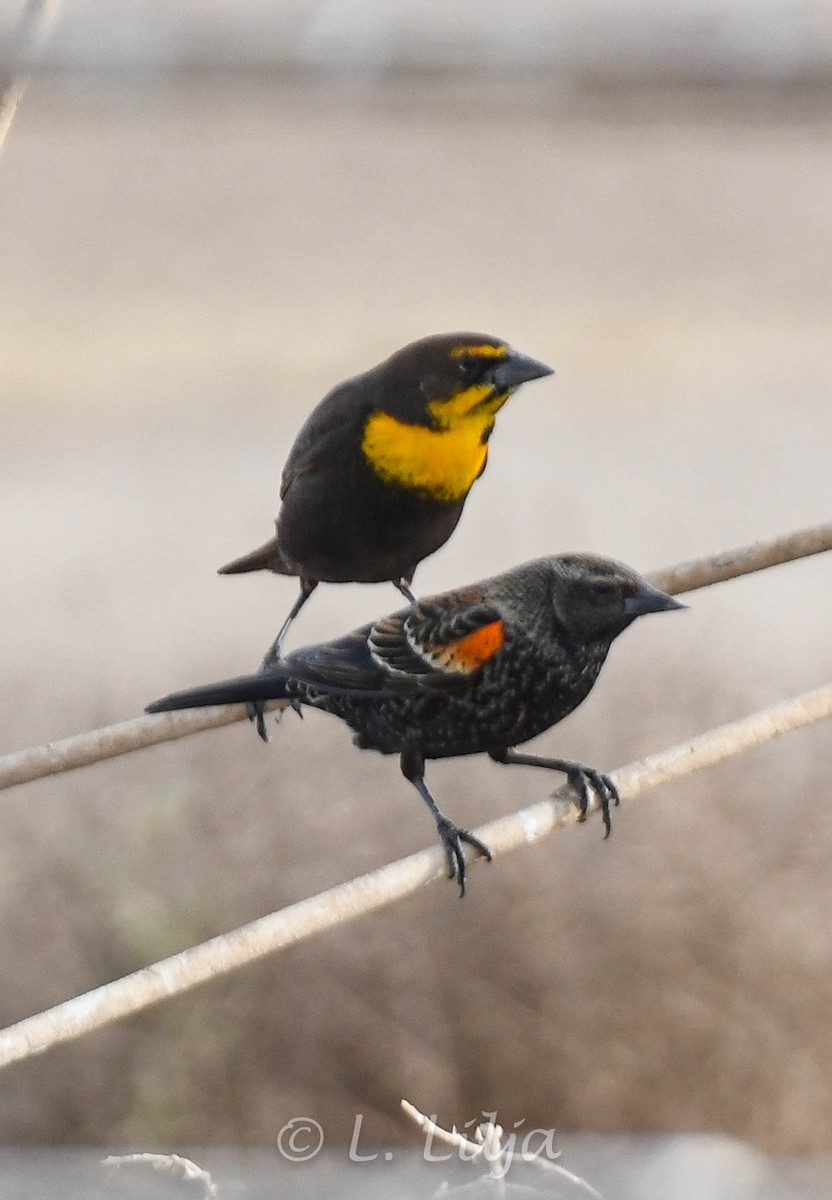 Tricolored Blackbird - ML618820192