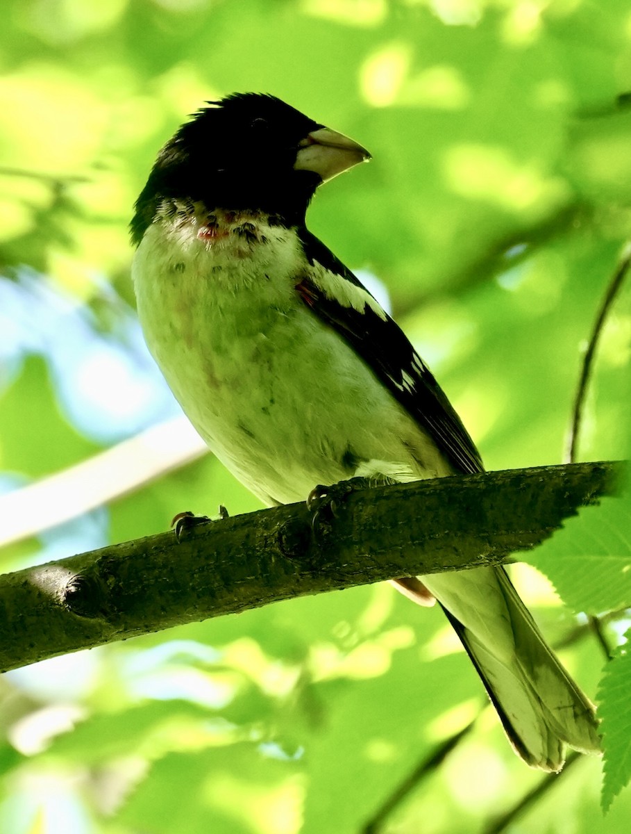 Rose-breasted Grosbeak - Chris Curl