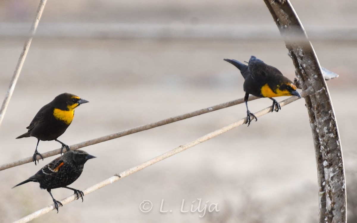 Yellow-headed Blackbird - ML618820205