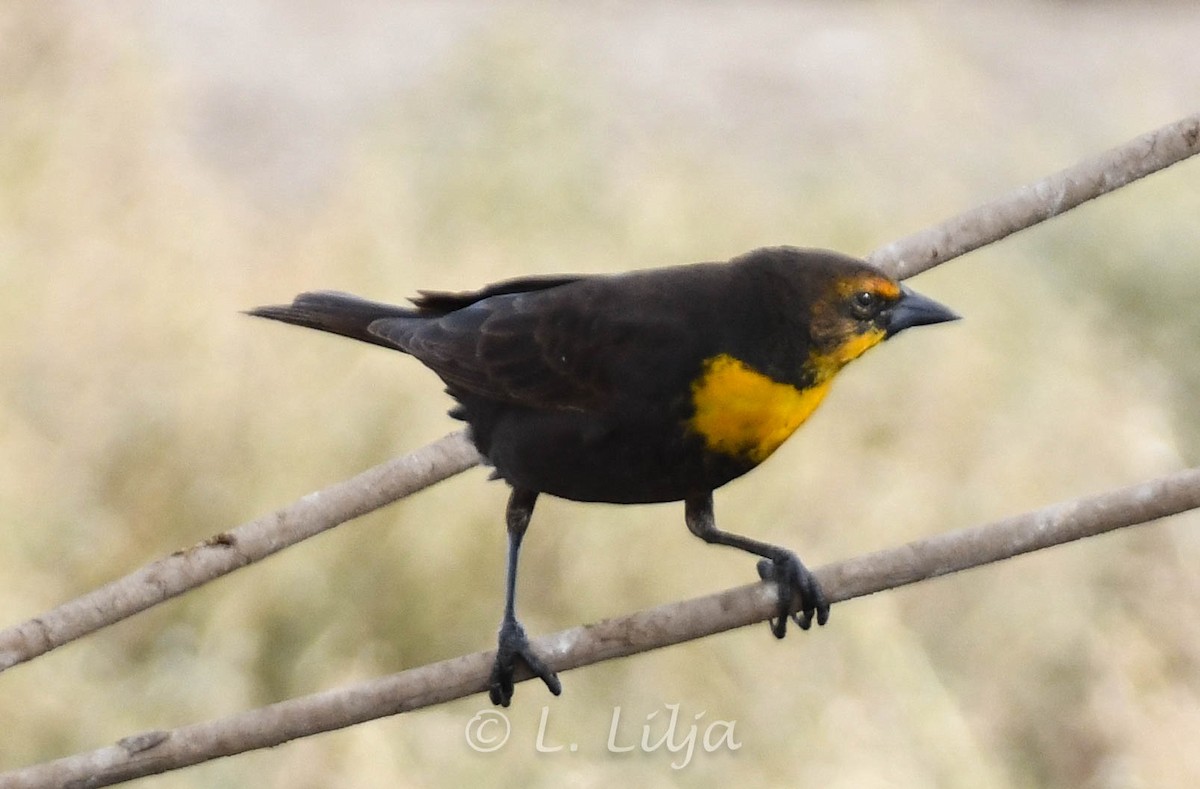 Yellow-headed Blackbird - ML618820206
