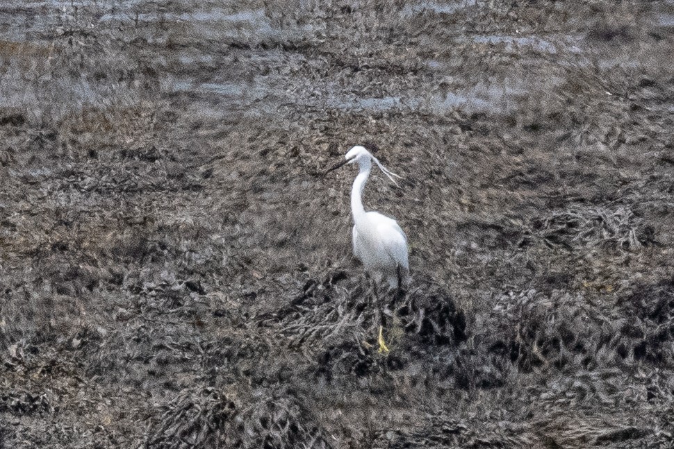 Little Egret - Guido Van den Troost