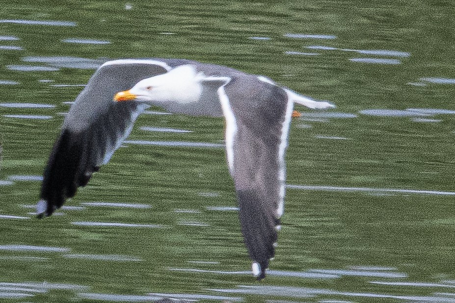 Lesser Black-backed Gull - Guido Van den Troost