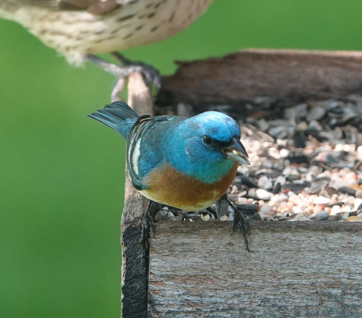 Lazuli Bunting - Conway Hawn