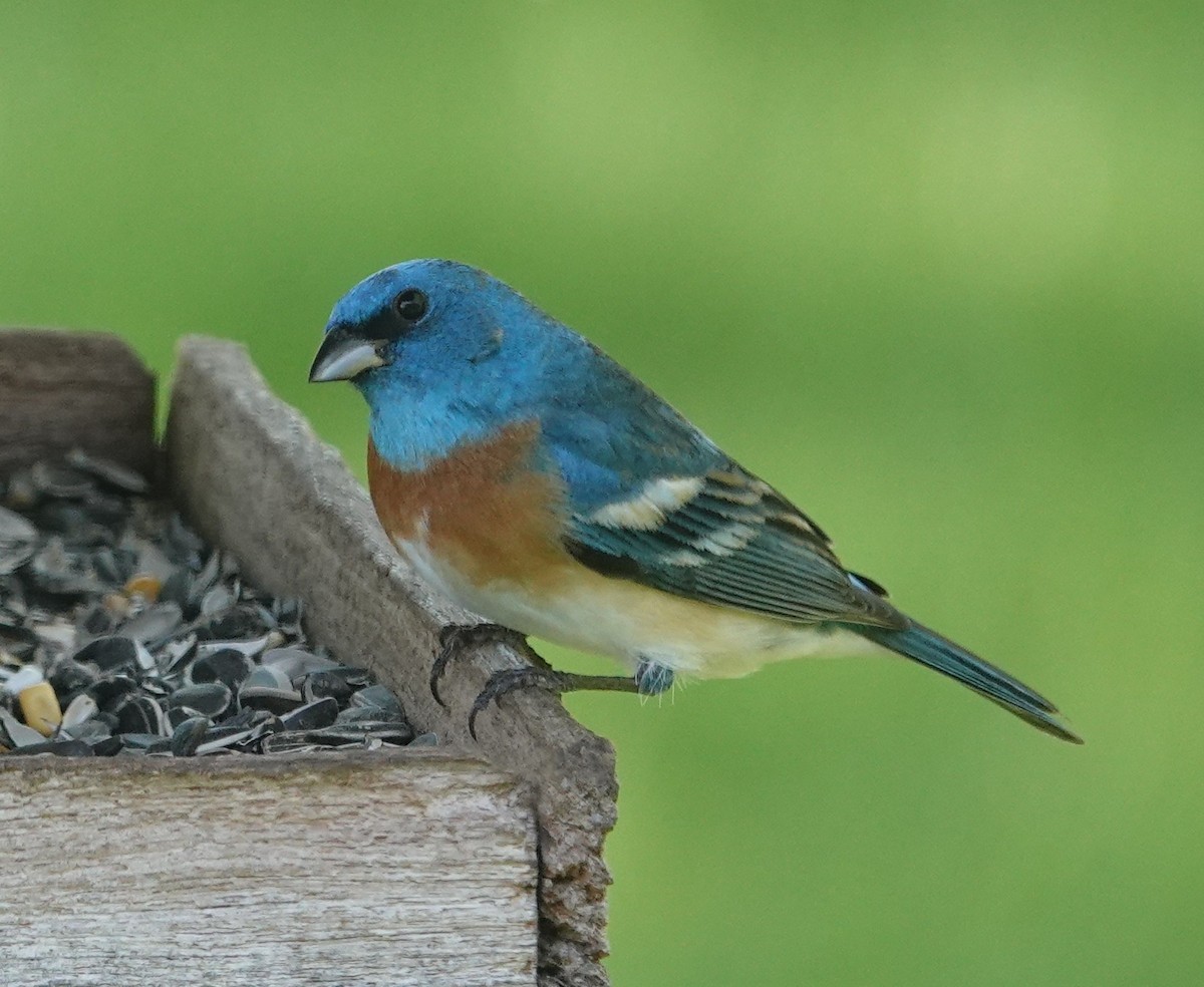 Lazuli Bunting - ML618820217