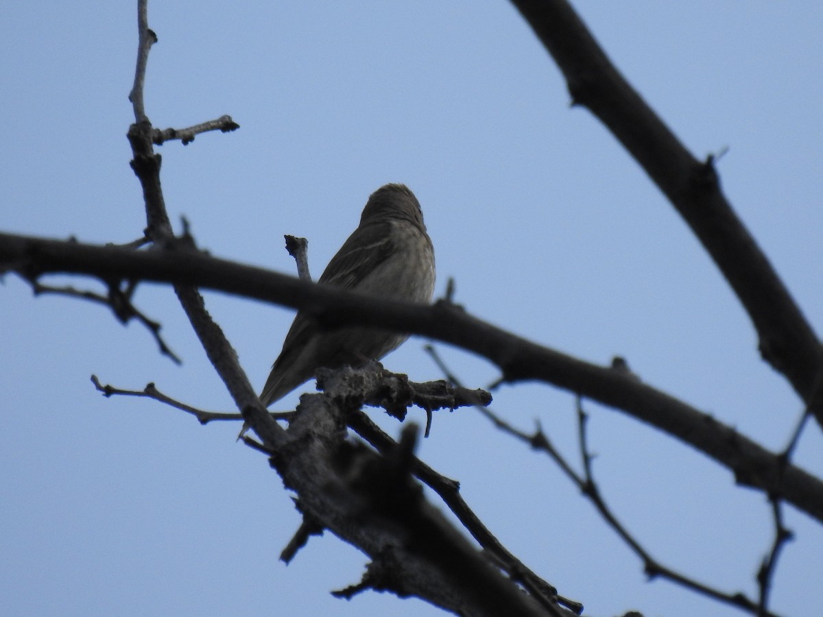 Common Rosefinch - ML618820223