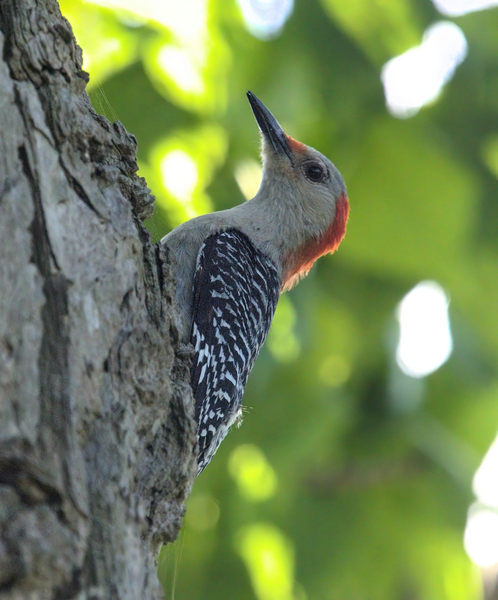 Red-bellied Woodpecker - ML618820244