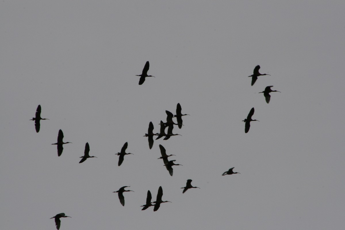 Glossy/White-faced Ibis - Zita Robertson